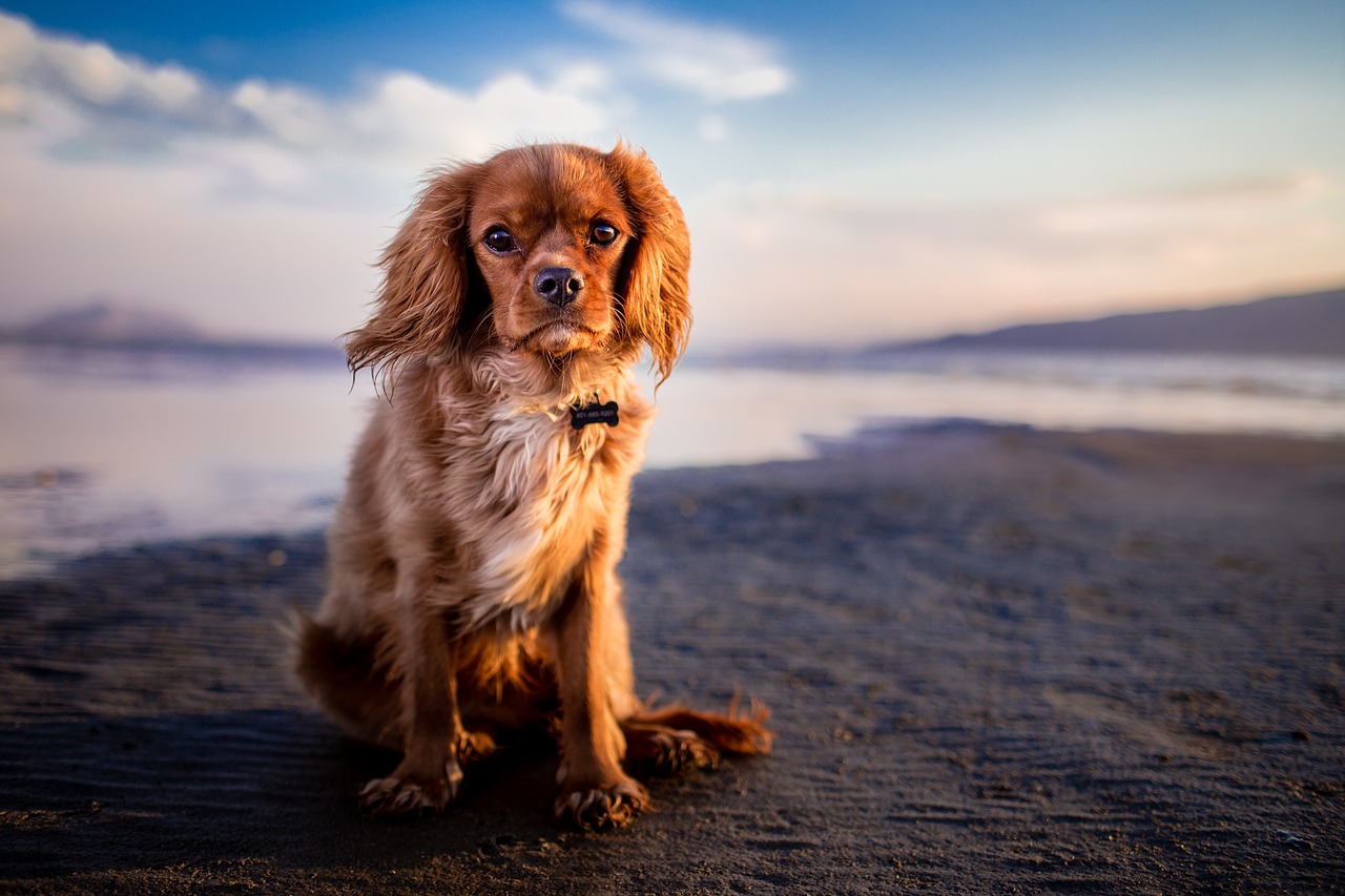 chien sur une plage de Martinique