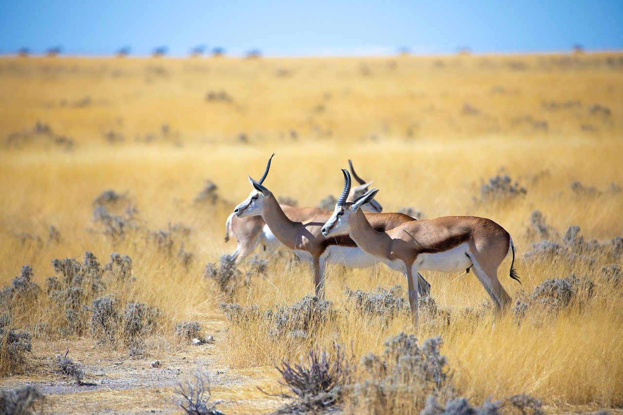 gazelles en Namibie
