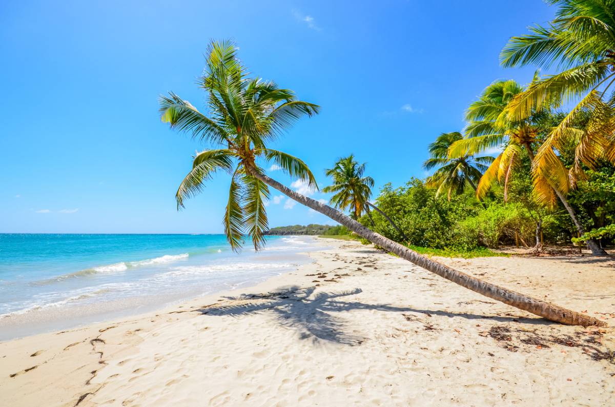 plage de Martinique avec cocotier