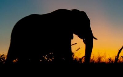 Comment organiser un safari aux Comores ?