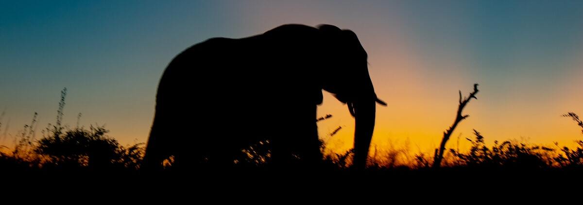 Elephant pendant un safari . jpg