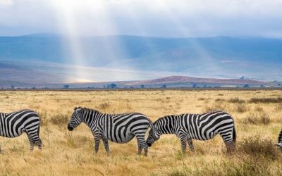 La Tanzanie est-elle une bonne destination pour un Safari photo ?