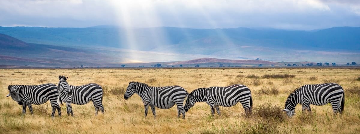 Paysage avec des zèbres en Tanzanie