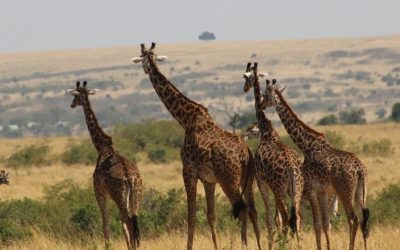 Un safari au Kenya : à quoi il faut s’attendre