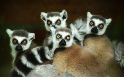 Comment caractériser les lémuriens de Madagascar