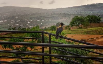 Pourquoi faire un safari au Rwanda ?