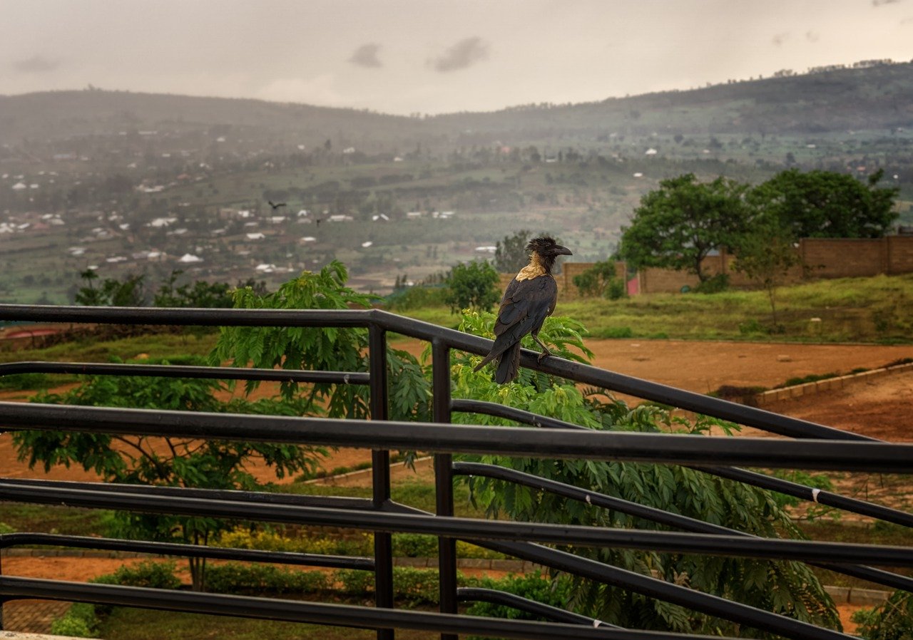 Rwanda paysage
