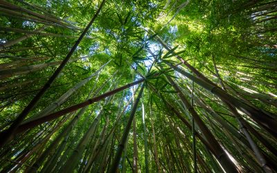 7 arbres tropicaux du monde à découvrir