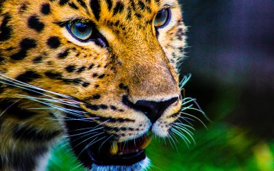 9 animaux tropicaux que vous devez connaître !