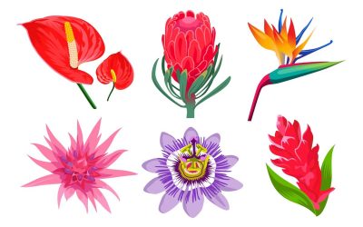 Comment réaliser un bouquet parfait de fleurs tropicales ?