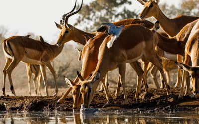 Safari au Botswana : Tout ce que vous devez savoir avant de partir