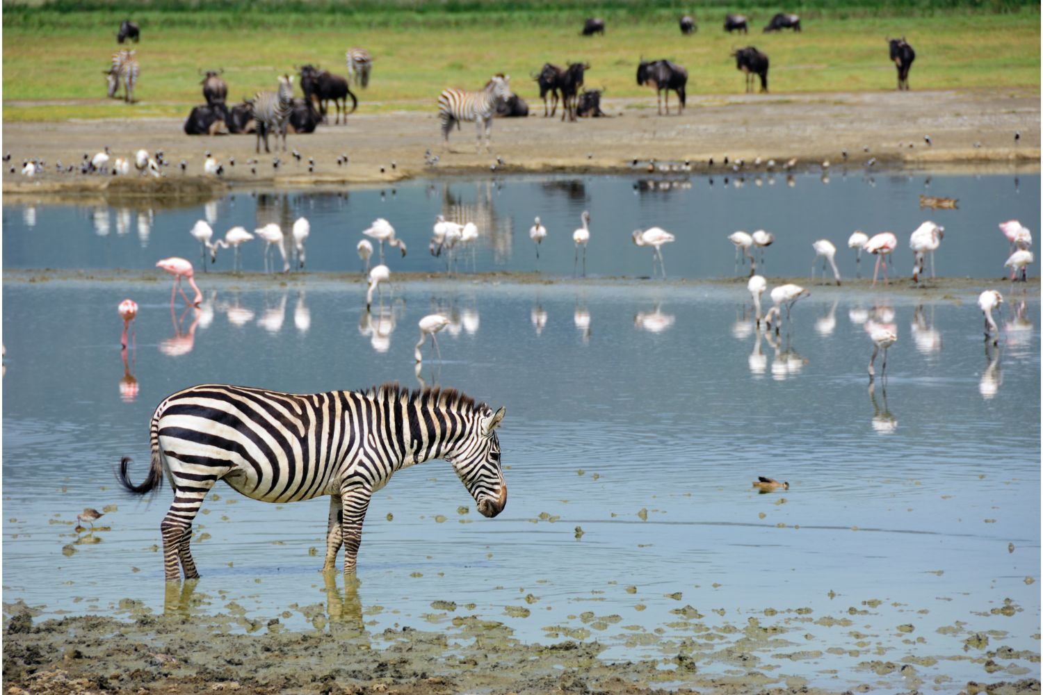 safari au Ngorongoro