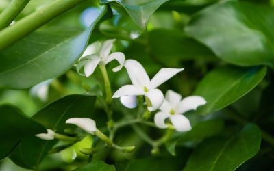 Jasmin des Açores : un parfum éxotique !